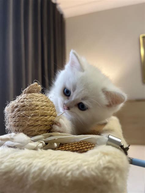 Kittens Available 2025 — Felicity Cats