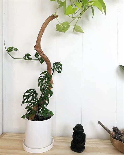 How To Stake Monstera Adansonii Monstera