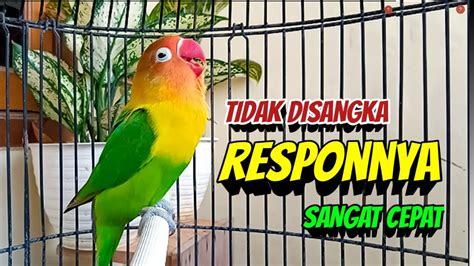 Suara Burung Lovebird Ngekek Panjang Ini Pancing EMOSI Bikin Lawan