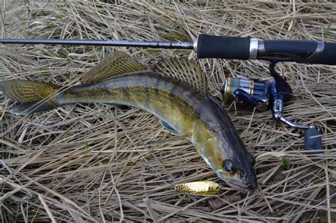 Блесна на судака 10 лучших