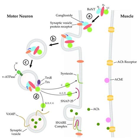 mechanism  bont intoxication  bont binds  neuronal cell