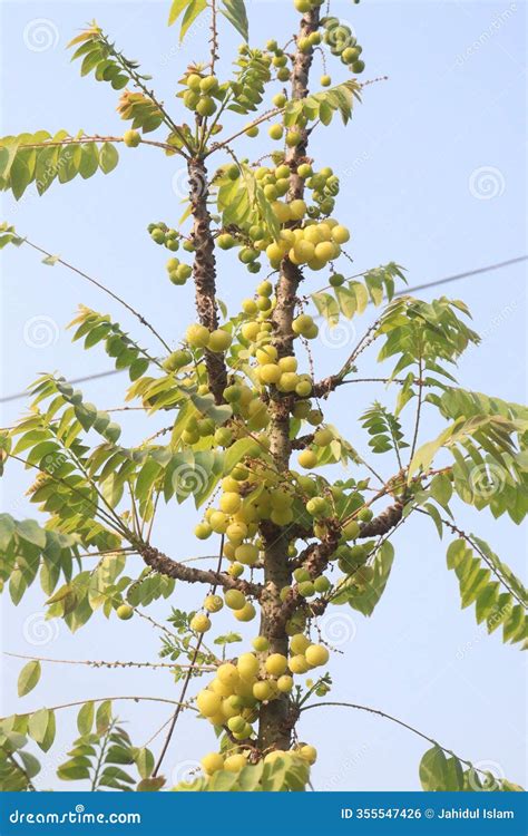 phyllanthus acidus  tree  farm stock photo image  summer