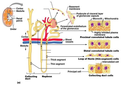 Blank Urinary System And Nephron Diagrams Urinary System Dia