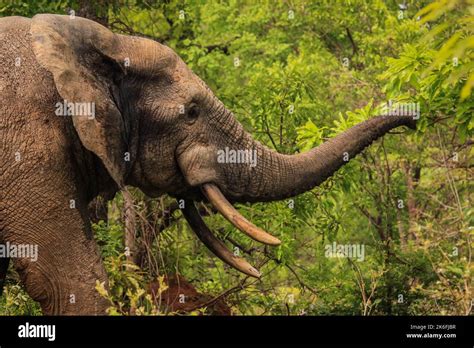Beautiful Wild African Elephants In The Mole National Park The Largest