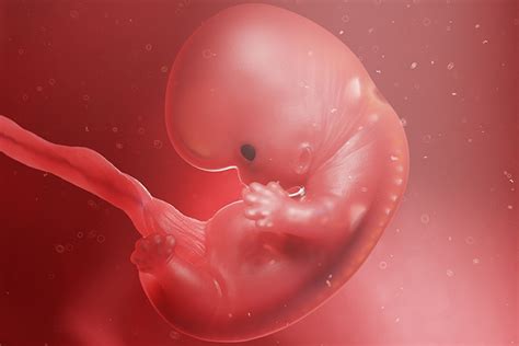 F Tus Oder Embryo Welche Bezeichnung Ist Wann Richtig Schwanger De