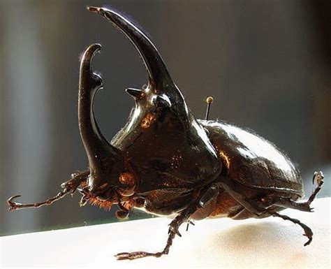Augosoma Centaurus Alchetron The Free Social Encyclopedia