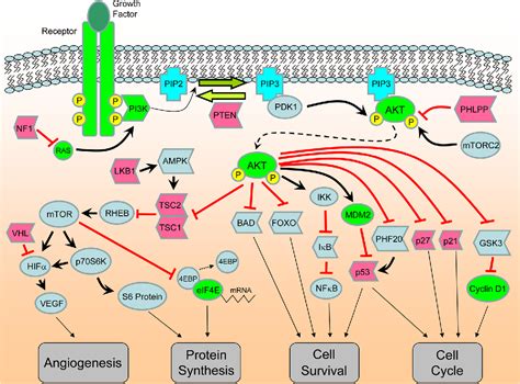 figure   diverse mechanisms  akt pathway activation  human