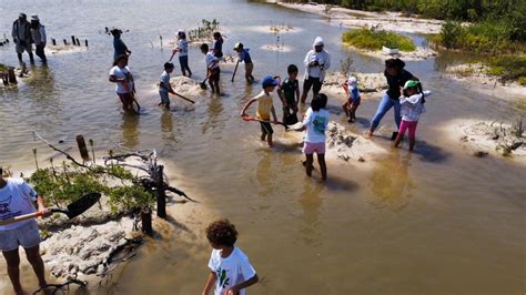 Jóvenes Por La Conservación Aprenden A Restaurar El Ecosistema Del Manglar Código Rojo