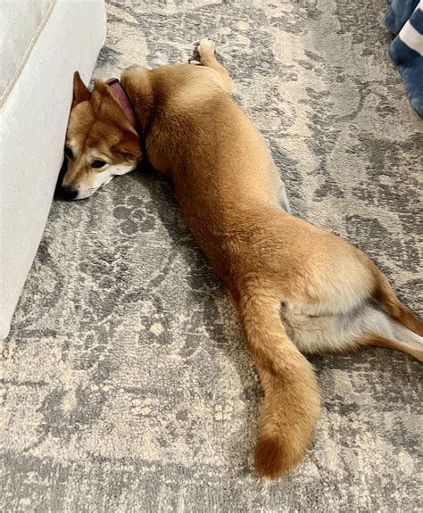 is it normal dog hyperactive without vet 1