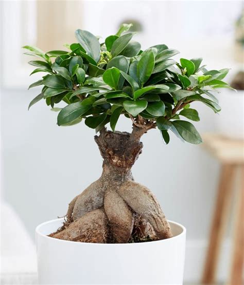 Ficus Ginseng Bonsai Large Ficus Microcarpa Bonsai Tree Care Bonsai