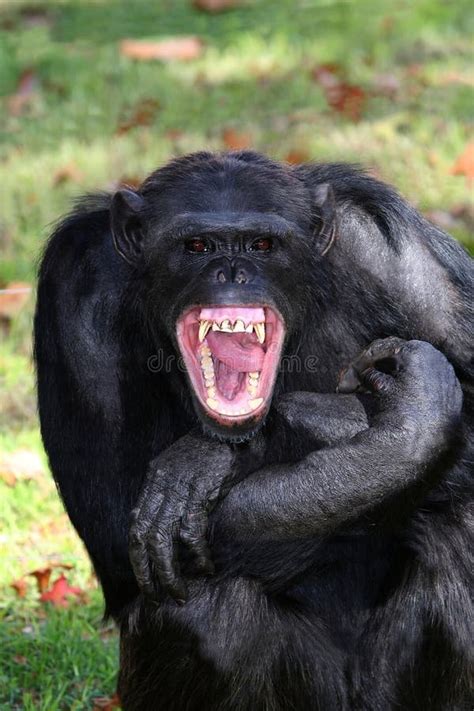 Chimpanzee Teeth Stock Image Image Of Animal Chimp Eyes 9298693
