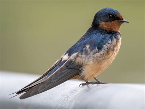Barn Swallow Ebird