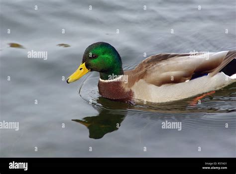 Drake mallard swimming Stock Photo - Alamy