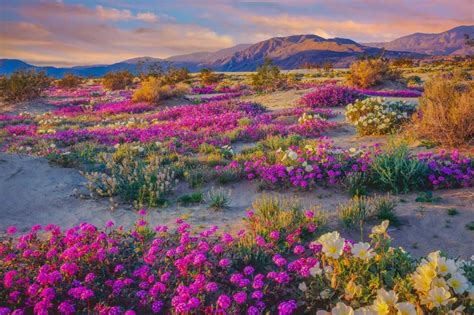 12 Gorgeous Camping Spots In Anza Borrego Desert State Park Territory Supply