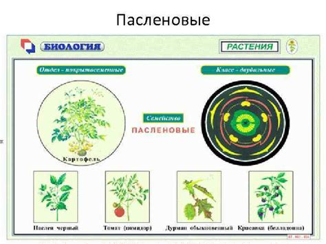 ТАБЛИЦЫ ПО БОТАНИКЕ Царство Растения http fullbiology ucoz