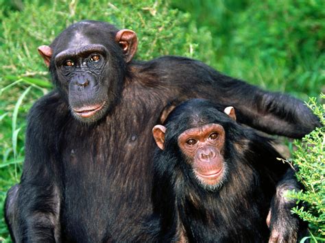 Chimpanzee | The Biggest Animals Kingdom