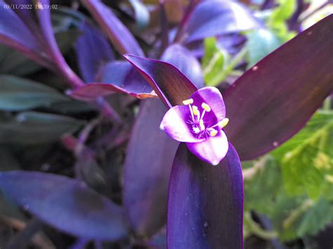 Tradescantia Plants