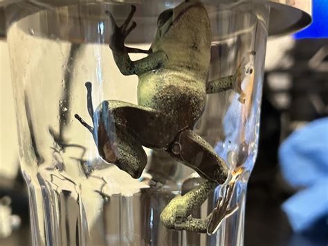 Does this look like foot rot? : r/DartFrog