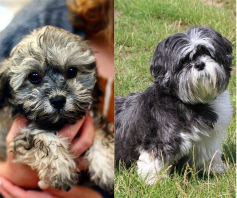 Shih Poo Vs Shih Tzu: Choosing Your Perfect Small Dog Companion