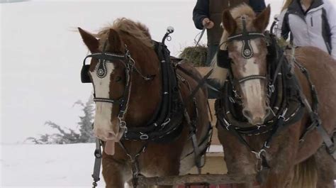 Watch Two Horses Go Viral After Pulling Semi Truck From Icy Driveway
