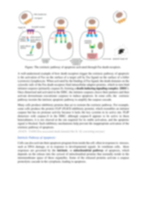 SOLUTION Apoptosis Notes Studypool