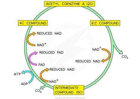 The Link Reaction And The Krebs Cycle Dp Ib Biology Hl Revision Notes 2016