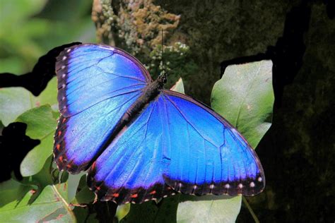 Mariposa Azul Hawaiana