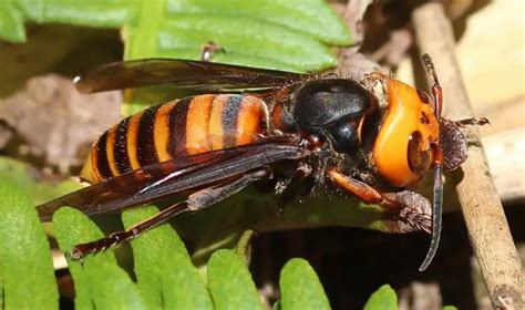 Asian Giant Hornet The Animal Facts Appearance Diet Habitat Range