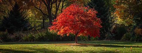 Types of Maple Trees and Their Benefits