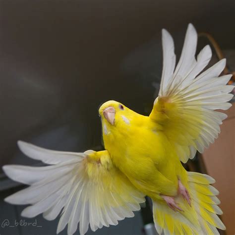 What Is This Bird Rwhatisthisanimal