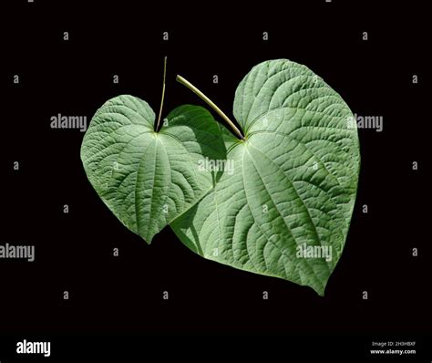 Kava Kava, Piper methysticum Stock Photo - Alamy
