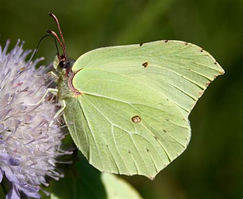 Лимонница | это... Что такое Лимонница?