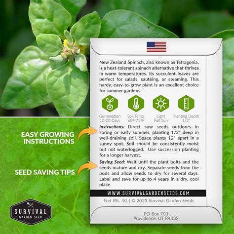 Different Spinach Varieties 5 Easy Steps To Plant Spinach From Seed