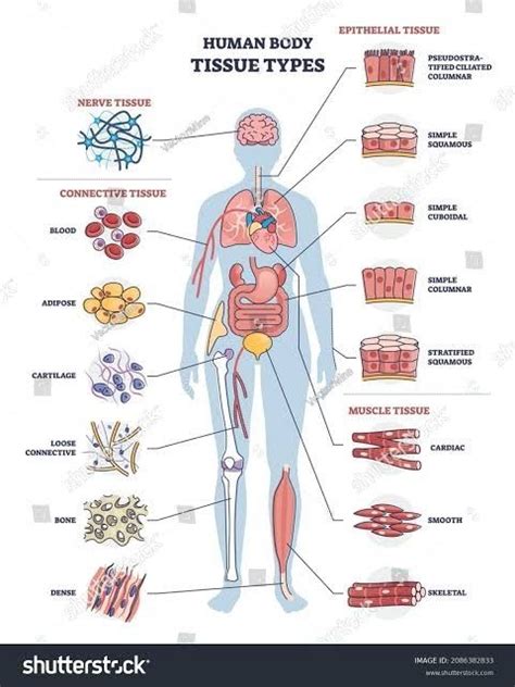Types Tissue Basic Anatomy And Physiology Tissue Types Medical