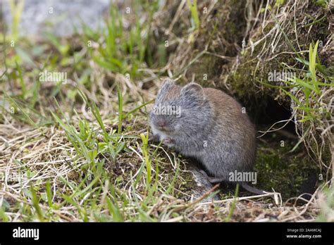 Grey Sided Vole Hi Res Stock Photography And Images Alamy