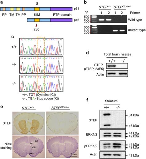 Characterization Of Mice Carrying The Enu Induced C230x Point Mutation