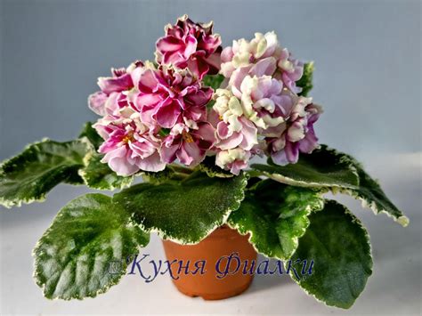 Селекция Лебедской Елены