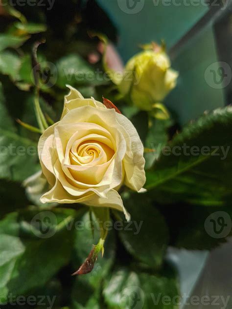 A beautiful rose flowers outdoors Roses in the garden 22466047 Stock