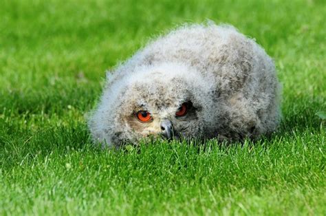 A Baby Owl Sleeping Face Down Is Unbelievable - Bird Advisors