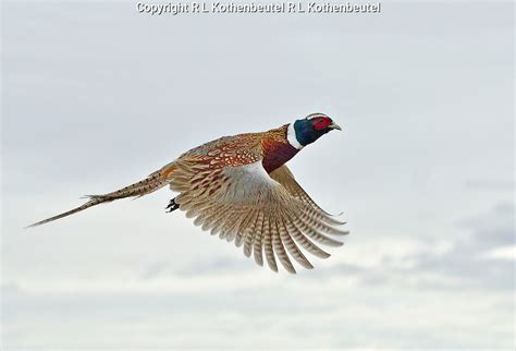 Ring Necked Pheasant Rooster In Flight Bob Kothenbeutel