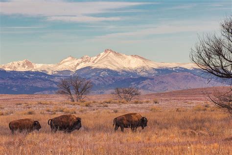 Bison Below Long S Peak Photograph By Lowell Monke Fine Art America