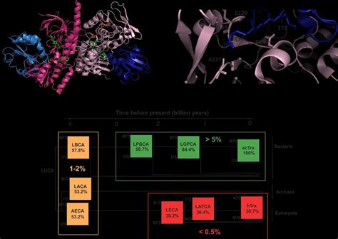 Analysis Of The Interactions Between Ancestral Thioredoxins And Ectrxr