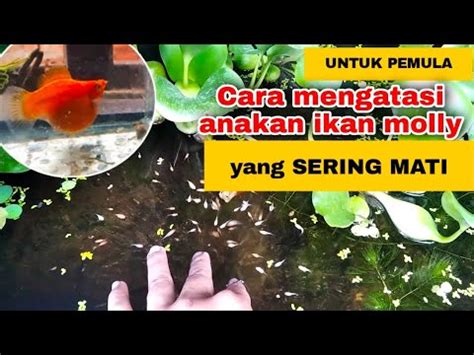 Tips Biar Anakan Ikan Molly Sehat Tidak Gampang Mati YouTube