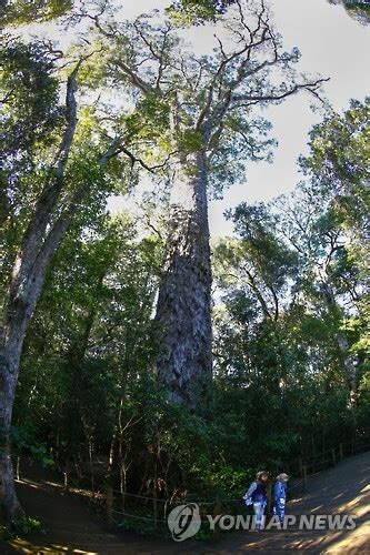 South Africa Nature Outeniqua Yellowwood