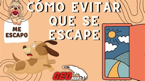 Que Hacer Para Que Mi Perro No S Escape Con La Puerta Abierta Youtube