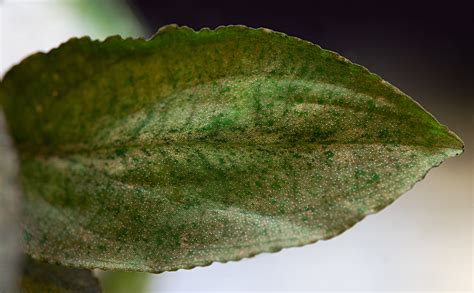 Lagenandra Keralensis In Vitro Xl Aquasabi Aquaristik Shop