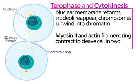 When Does Cytokinesis Occur In Mitosis