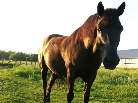 Canadian Horse Free Stock Photo - Public Domain Pictures