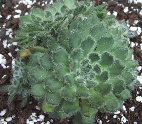 SETOSA var. SETOSA (engl./ fr.)