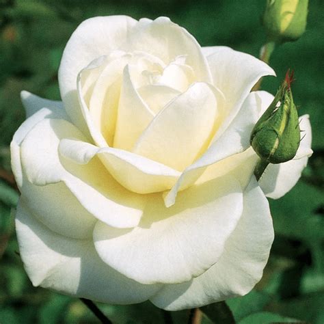 10 Hybrid Tea Rose Varieties To Grow Birds And Blooms